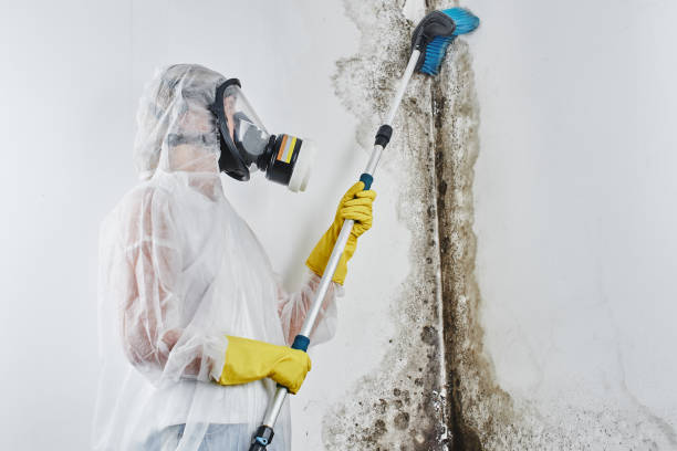 Best Residential Mold Remediation in Valley View, OH