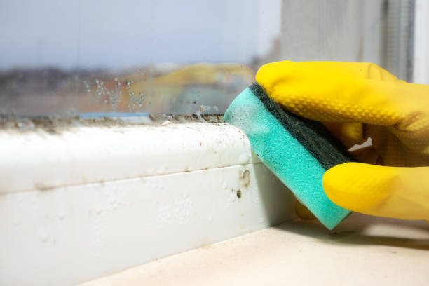 Best White Mold Remediation in Valley View, OH