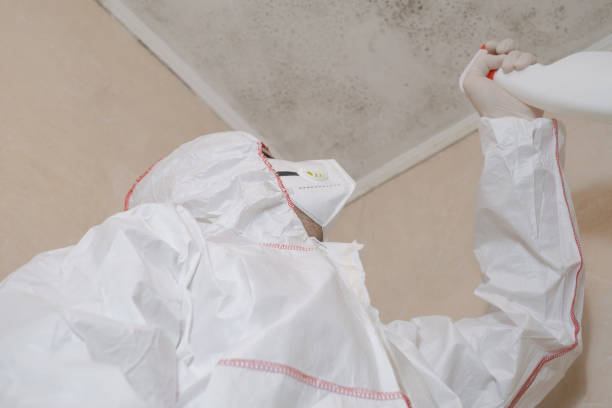 Best Health and Safety Mold Remediation in Valley View, OH