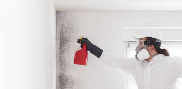 Best Residential Mold Remediation in Valley View, OH