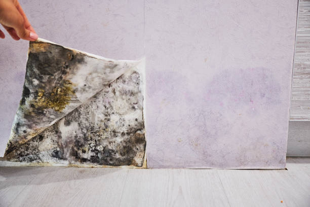 Valley View, OH Mold Remediation Company